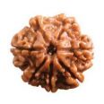 7 mukhi rudraksha